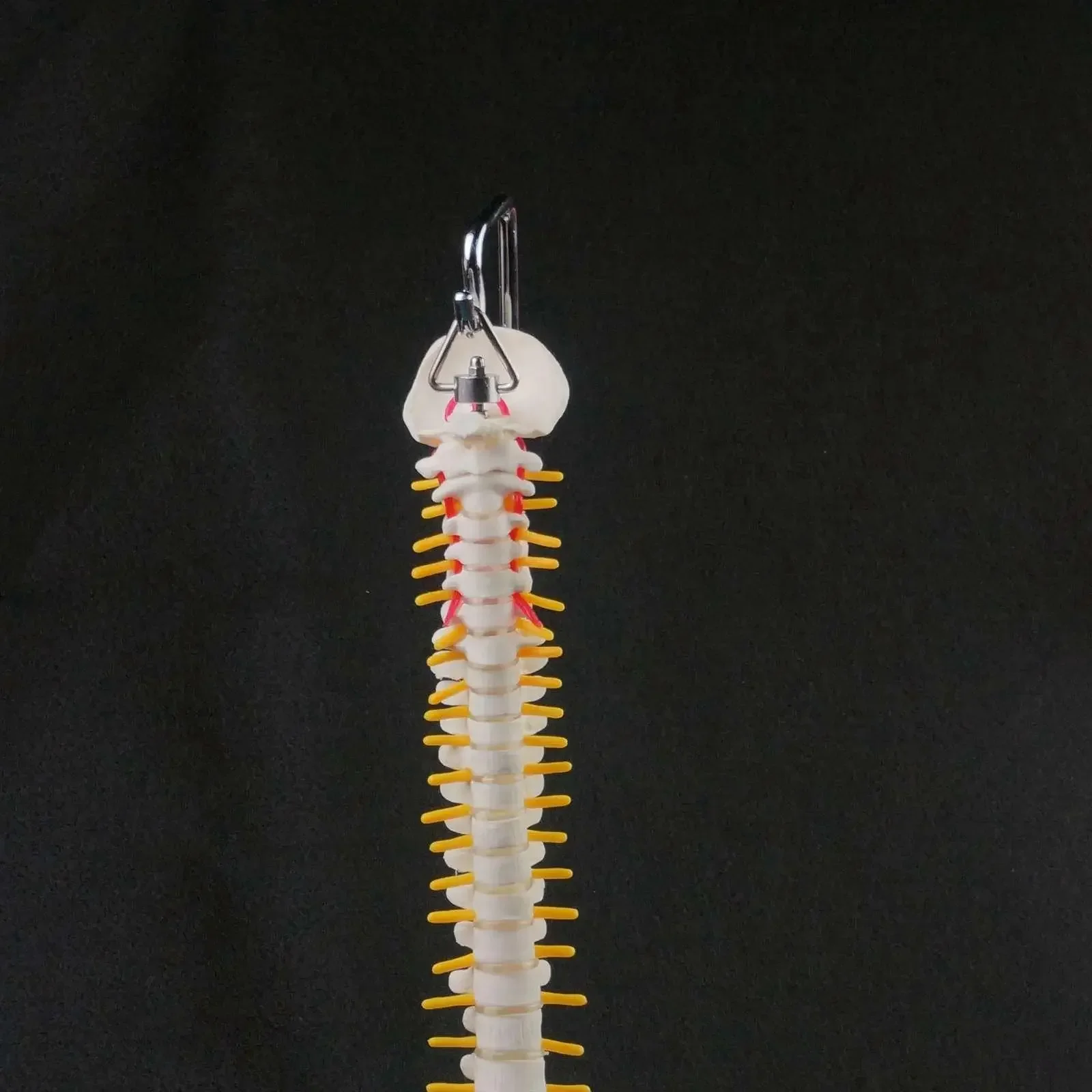 45CM Vertebral Column Model With Pelvis Leg Bone Anatomy Spine Hanging Type Education