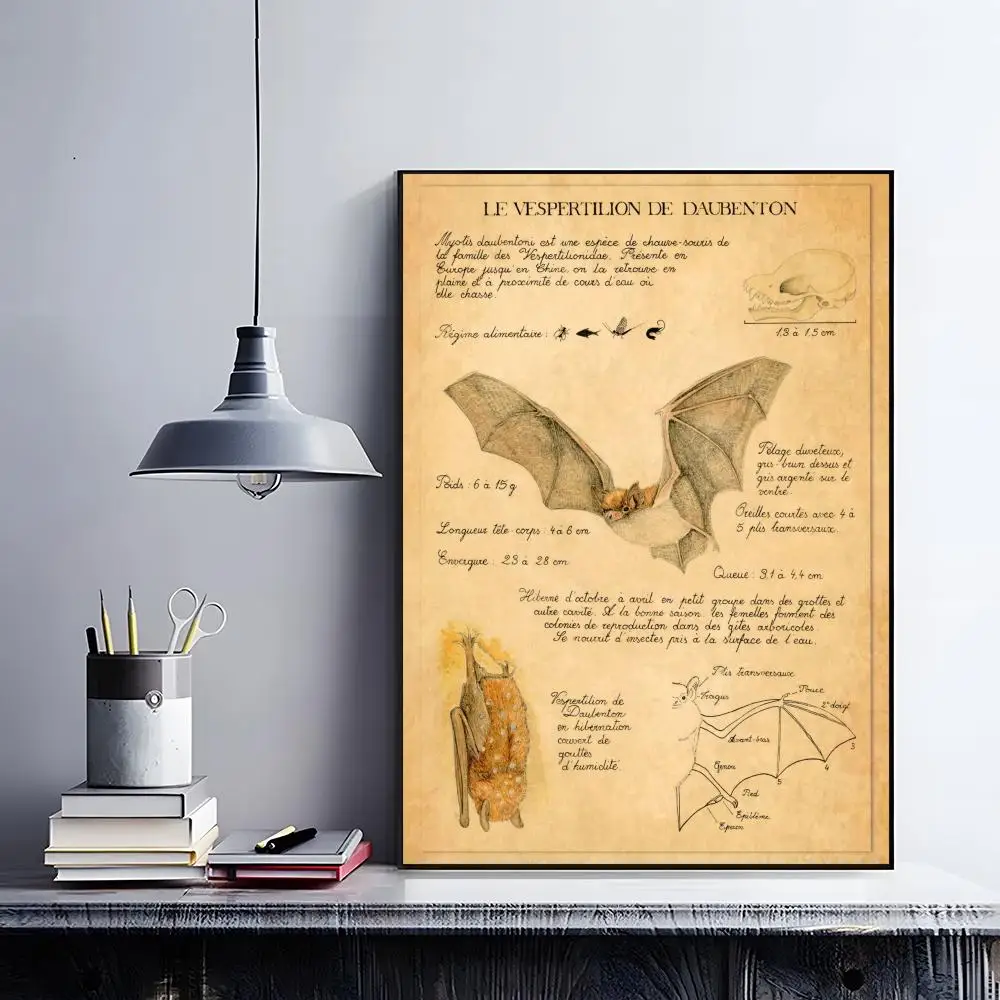 Bat Turtle Deer Wildlife Anatomy Laboratory Poster retro art restaurant bar decoration view 6