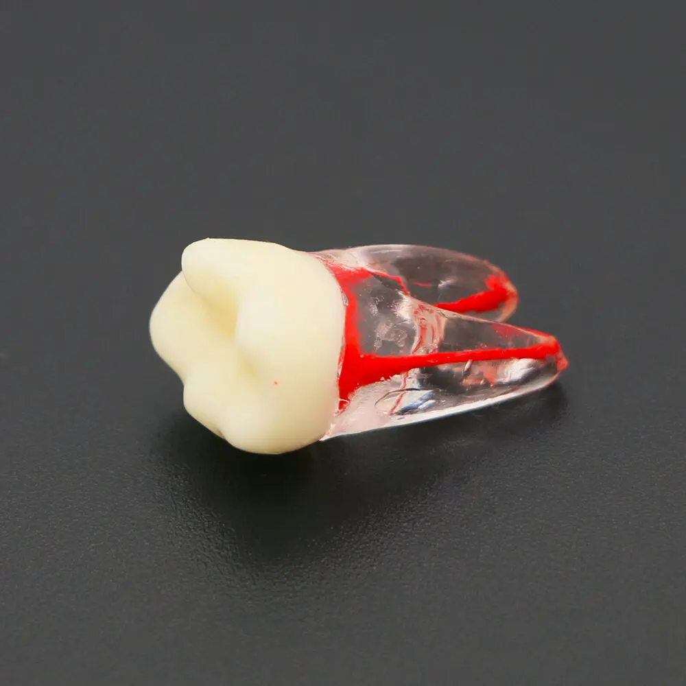 

5Pcs Dental Teeth Endodontic RCT Root Canal Practice Model Pulp Cavity Endo Teeth Tooth Dentistry Teaching M8007 36#