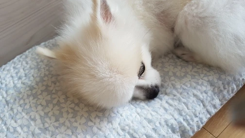 구매후기