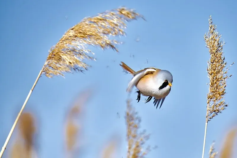 Buggy elettrico RC 1:18 4WD - 2,4G, corse e deriva fuoristrada ad alta velocità (professionale)