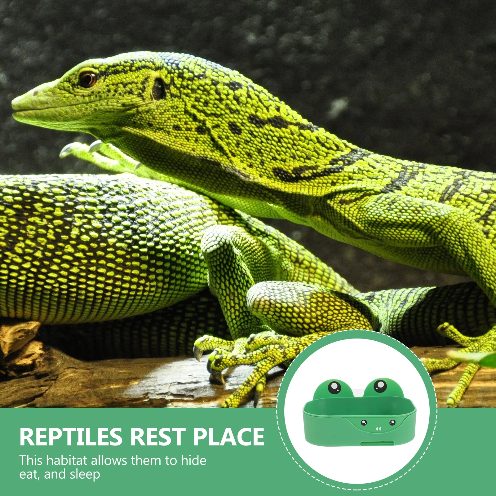 

Lovely Rest Place Frog Basin Double Layer Terrarium Tank Wear-Resistant Adhesive Platform Small Habitat Terrarium Reptile