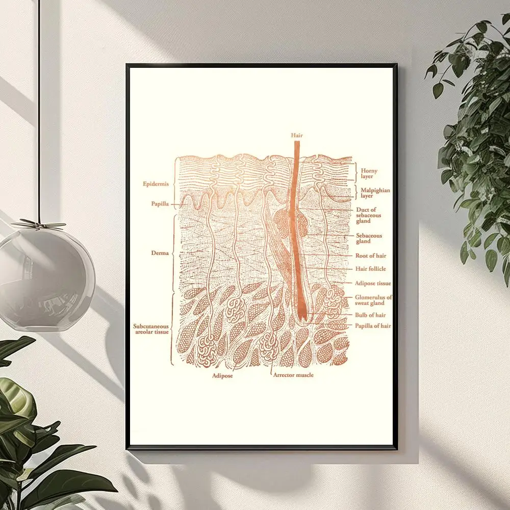 Skin Anatomy Care Esthetician Poster Aesthetic Waterproof Wall Sticker For Bar Bedroom Living Room Decoration