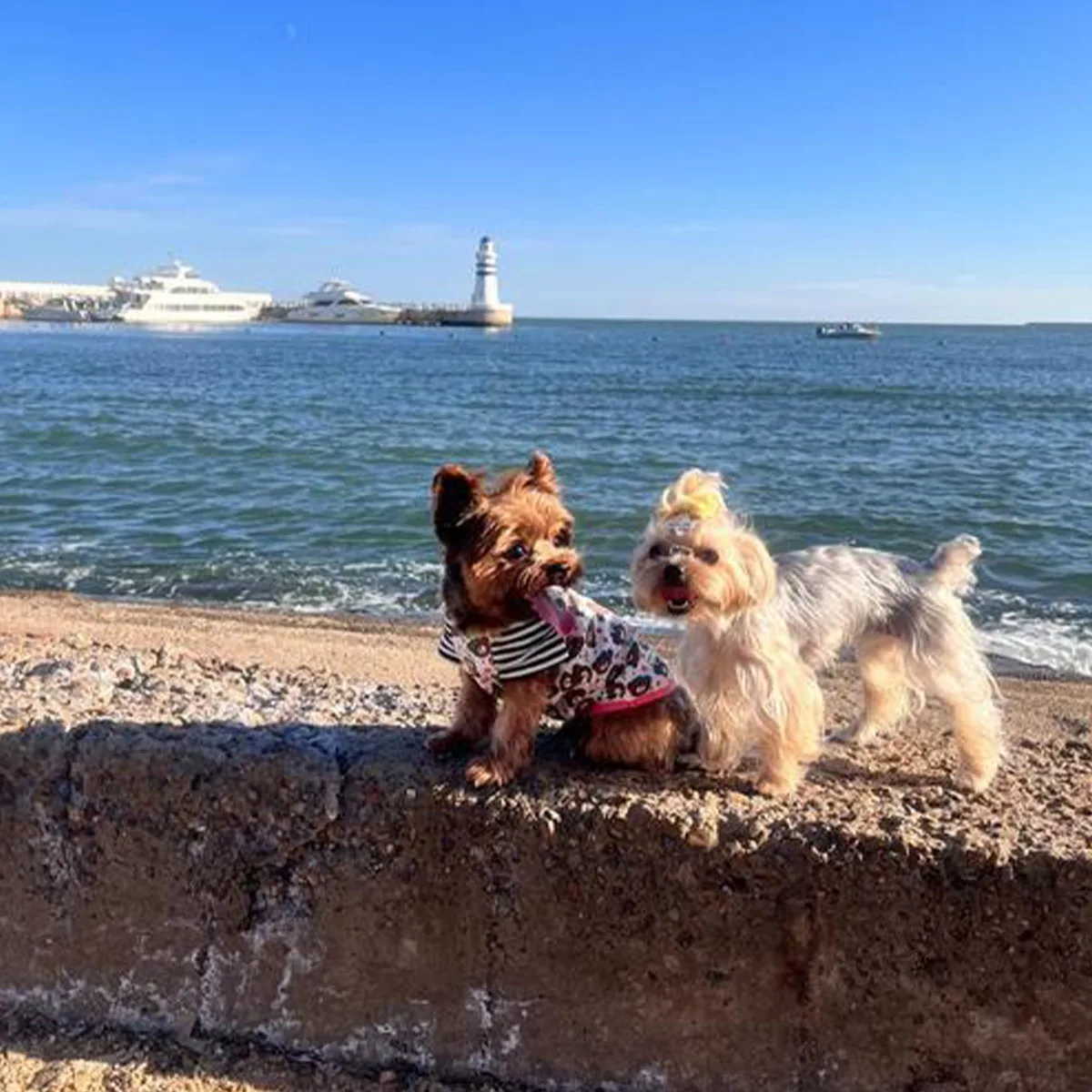 

Dog Bark Collar for Large Medium Small Dogs, Anti Bark Collar for Dog, Waterproof Rechargeable Anti Barking Training Collar