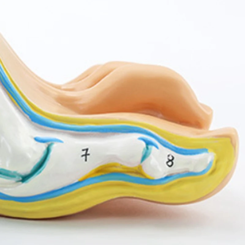 Foot Anatomy Model, Human Anatomy Foot Model, Normal Flat Arched Foot Model, Human Foot Muscle Model Flat Feet