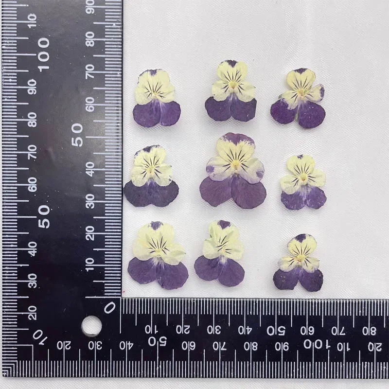 60pcs Pressed Dried Pansy Viola Tricolor L. Flower Plants Herbarium For Jewelry Postcard Bookmark Phone Case Making DIY