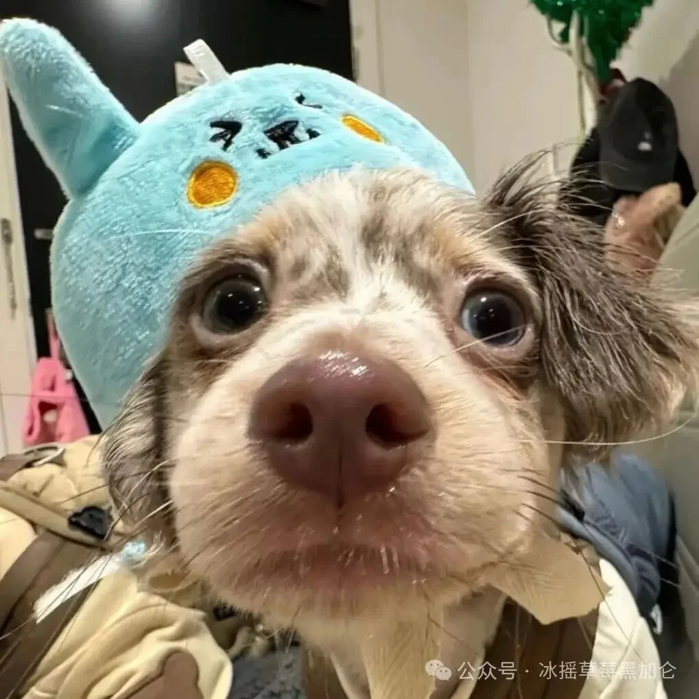 revestimiento-ceramico-para-ruedas-car-cquartz-dlux-50ml-proteccion-uv-para-ruedas-plasticos-exteriores-caucho-y-metales