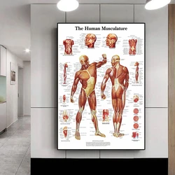 Abstract The Human Musculature Anatomy Poster and Print Body Map Skeleton Canvas Painting Hospital Clinic Wall Art Picture Decor