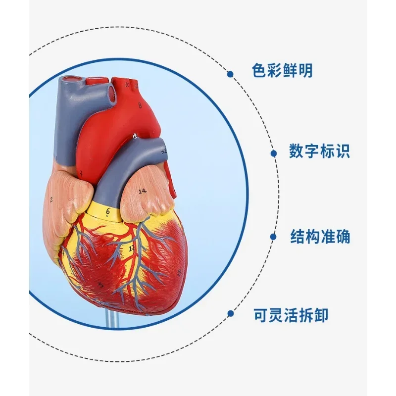 1:1 Human Heart Model, Anatomically Accurate Heart Model Life Size for Science Classroom Study, Numbered / Not Numbered