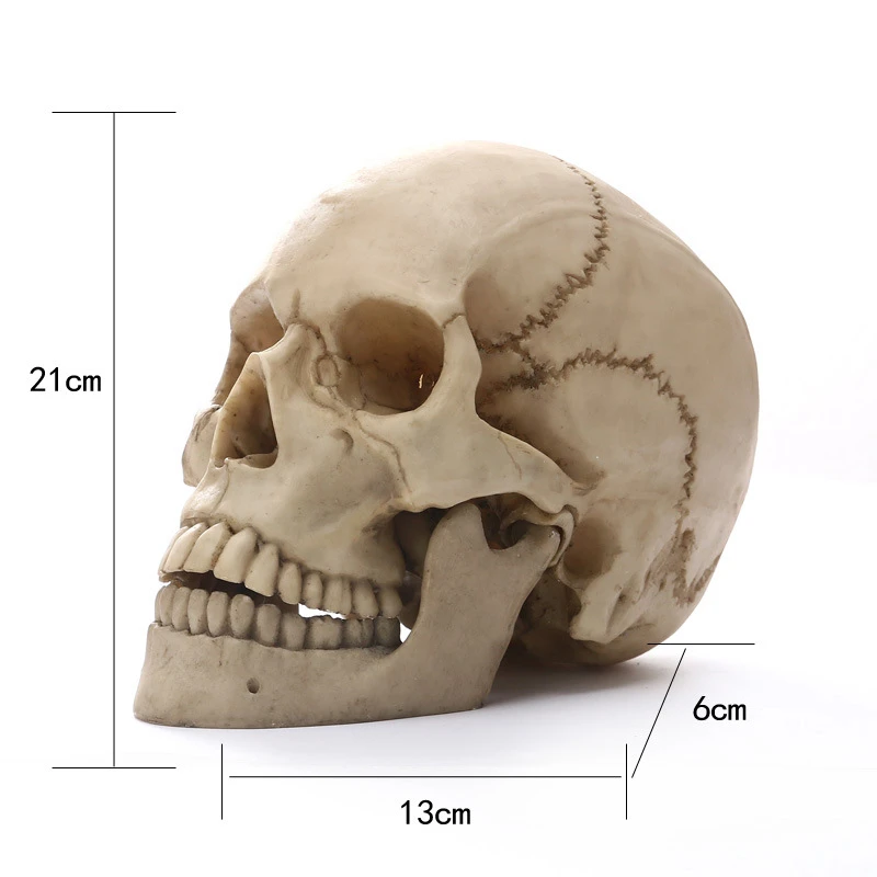 

Human Head Skull Statue Resin Figurines Crafts Halloween Decoration Sculpture Medical Teaching Sketch Model Free Shipping