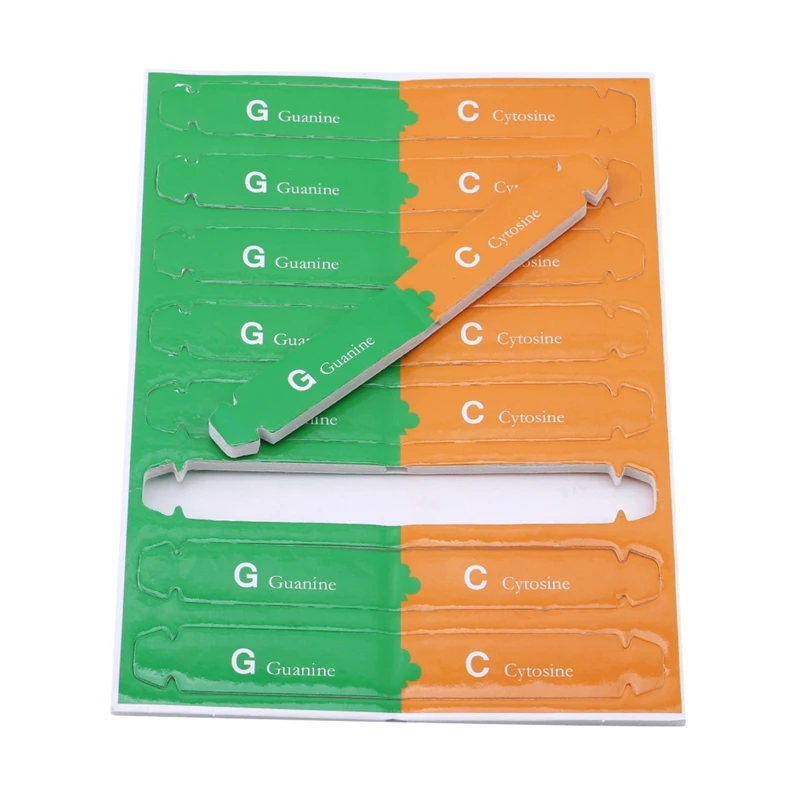 1Set Strumenti didattici per bambini Kit di test Giocattolo per l'educazione precoce Geni umani DNA Doppia elica Divulgazione scientifica Insegnare i modelli