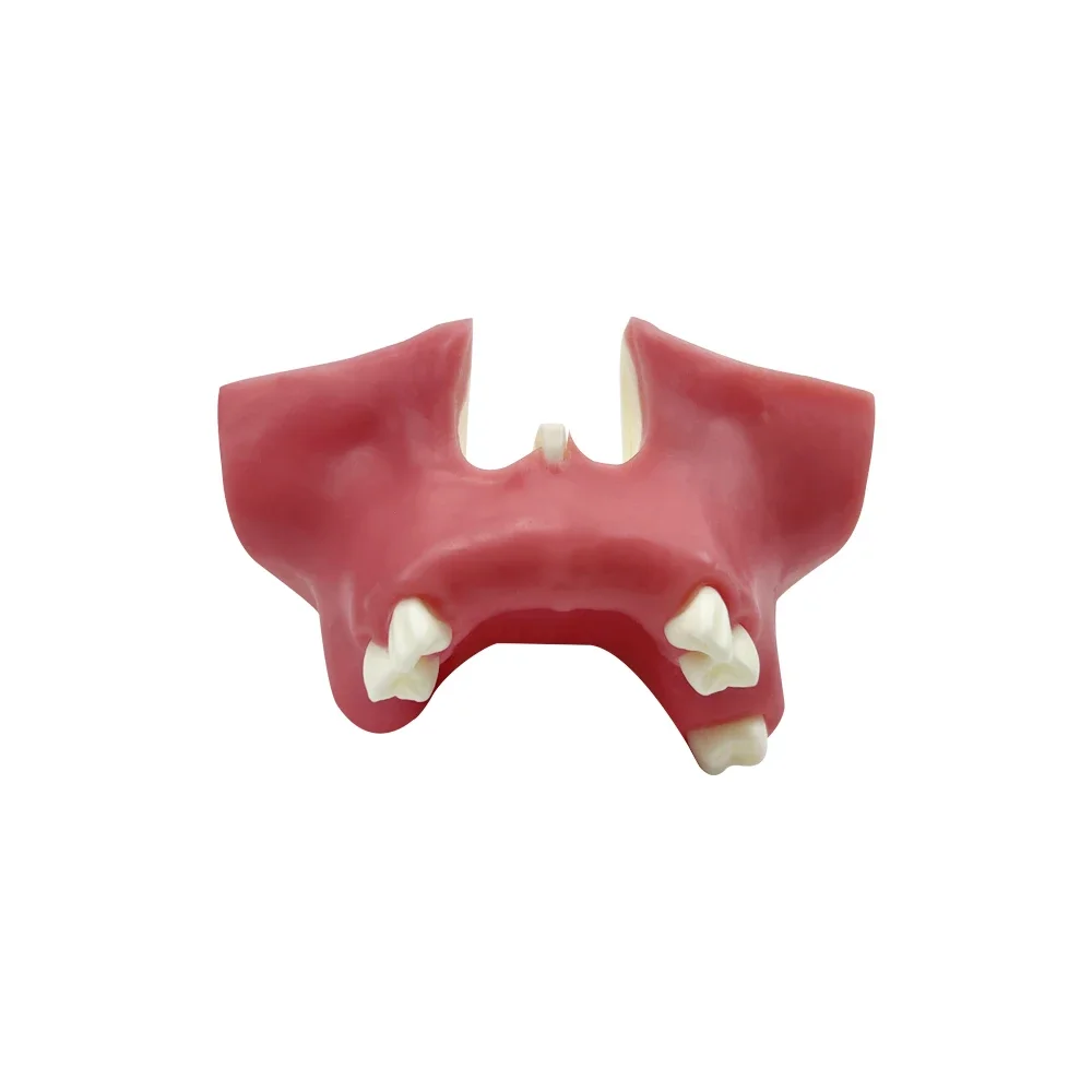 نموذج زرع الجيوب الأنفية الفكية للأسنان المفقودة نموذج اللثة الناعمة لطلاب طب الأسنان لممارسة أدوات التدريس والتدريب #2