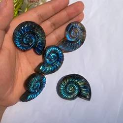 Natural Crystal Labradorite Carved Ammonite High Quality Healing Crystal Home Decoration, Reiki Chakra Balancing
