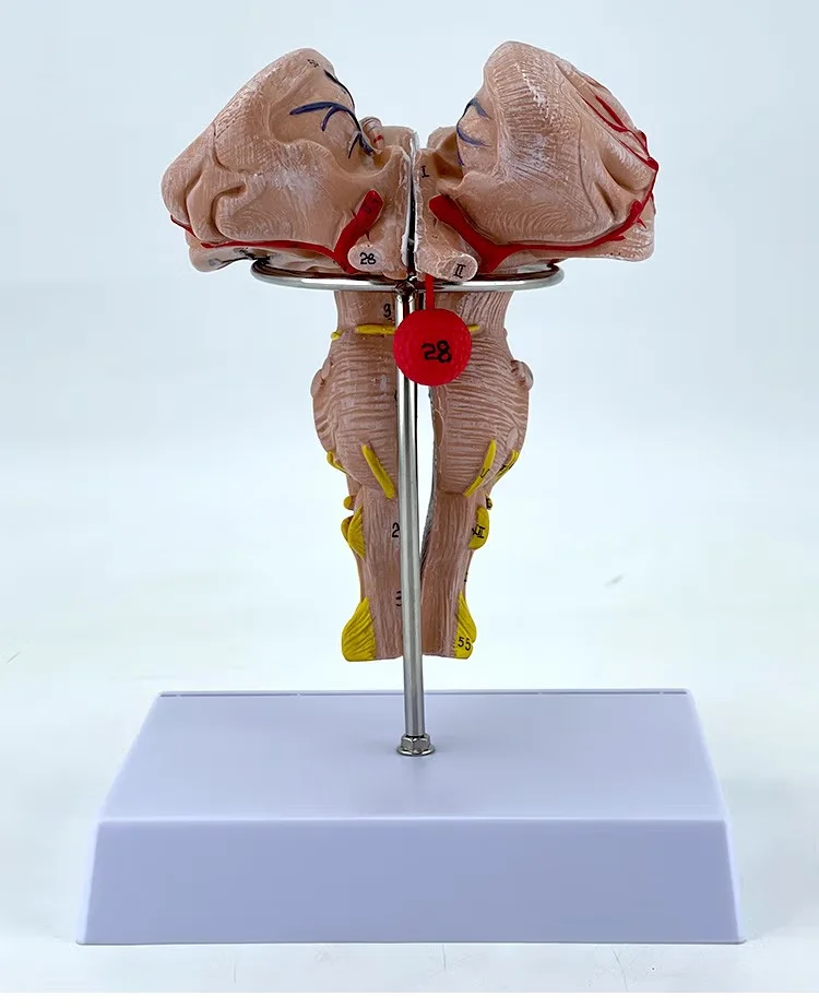 Biological Structure of Human Brainstem Model Human Organ Display Model