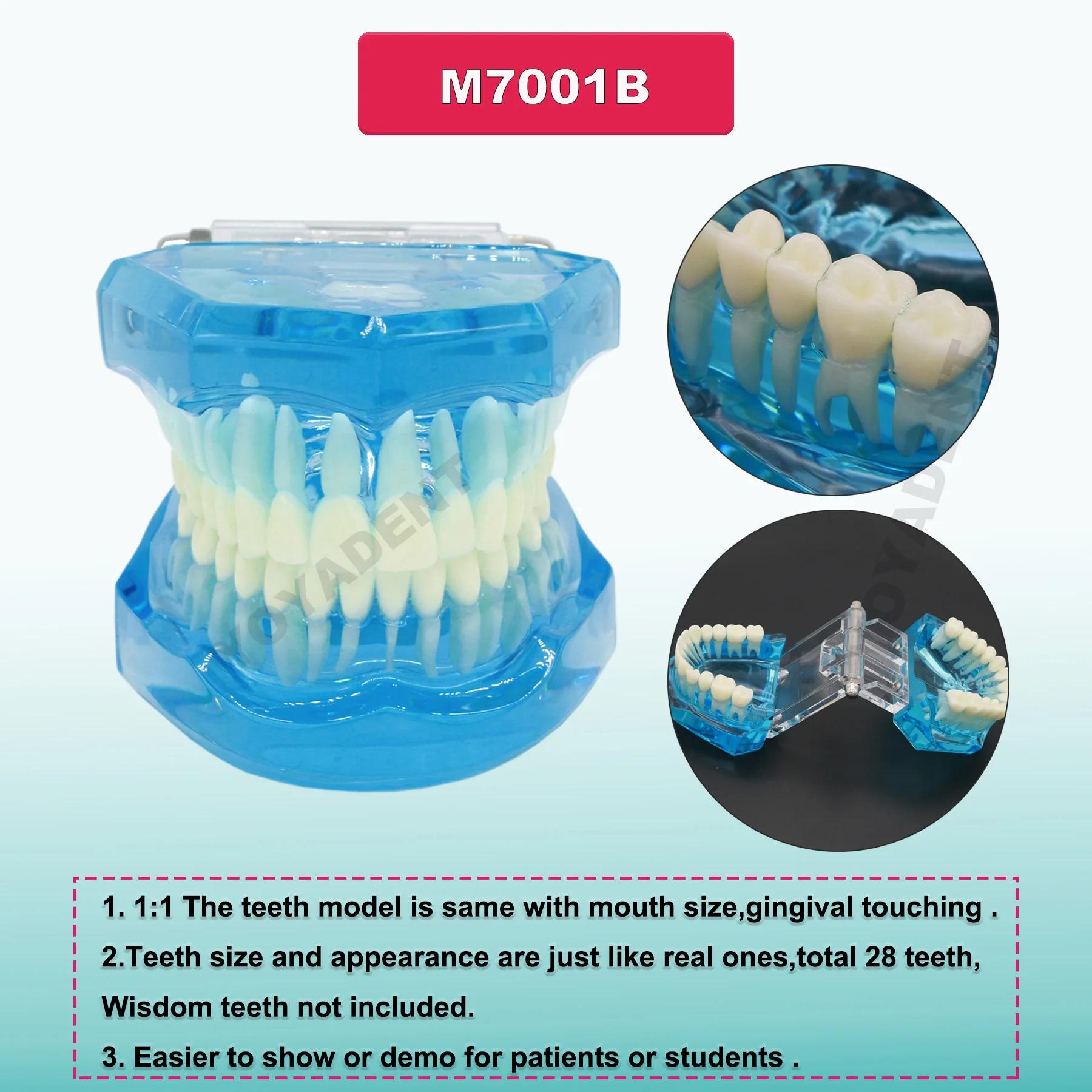 

Стоматологическая модель 1:1, стандартная модель зубов для взрослых для обучения стоматологии, демо-версия M7001 Blue