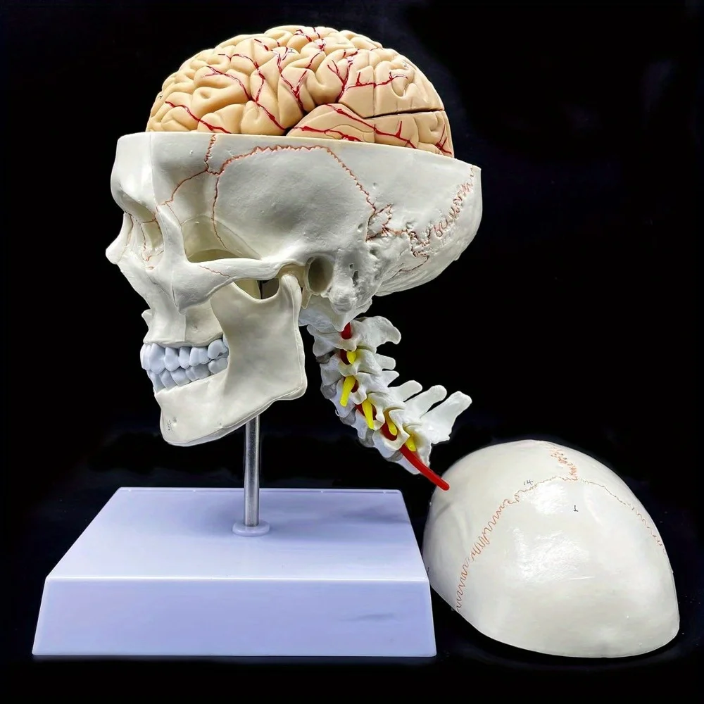 Human Skull with Brain and Cervical Vertebra Anatomical Model: Life-Size Anatomy for Science Classroom Study Display Teaching Mo