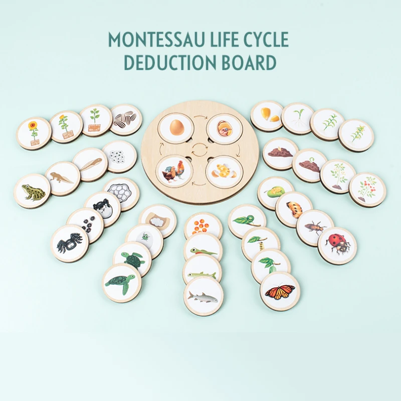 Montessori Kit, Biology Science Education Toys For Kids, Sensory Tray Of Animal Figure, Life Cycle Sorting Wooden Toy