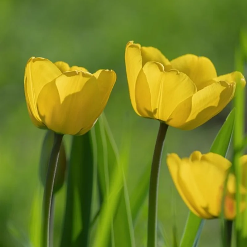 

Передний приводной вал CVD FSR 239022, универсальный шарнир, МОДЕЛЬ TT 1/7, DESERT STORM, SHORT Course TRUCK, радиоуправляемые бегуны