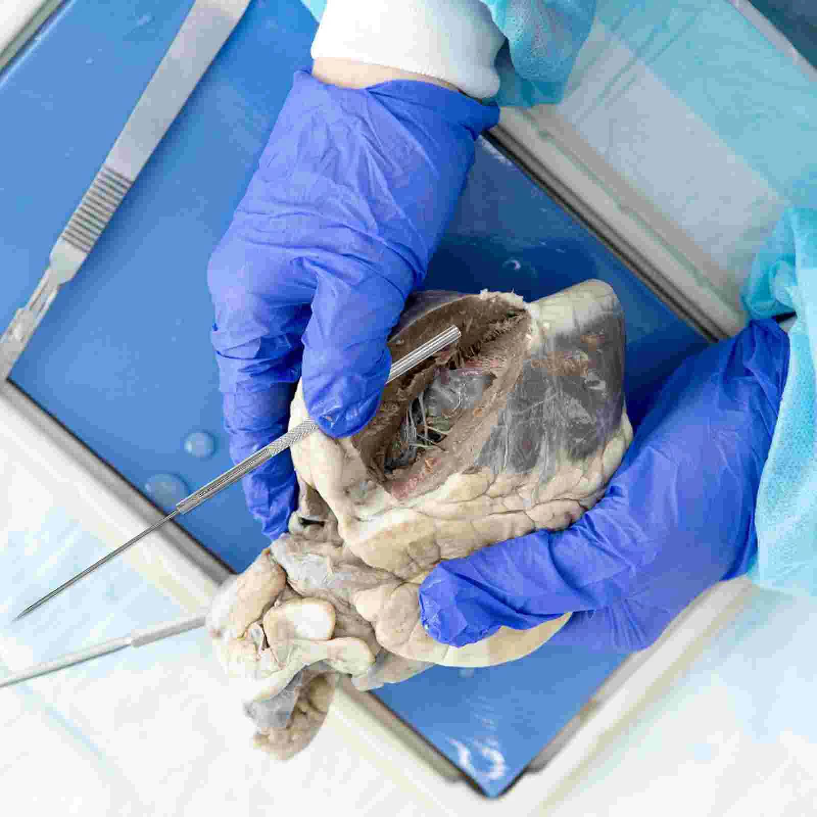 

Биологическая лаборатория, анатомические инструменты, биологические образцы, диссектирующие иглы, металлические безопасные, собственные, Сильная стойкость к разрыву и разрыву