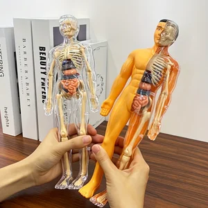 Kit de modelo de anatomía humana de 30 piezas - esqueleto desmontable y kit de modelo esquelético de enseñanza médica completa con órganos extraíbles con órganos extraíbles 8 Mejor cifra de anatomía de ventas - №2