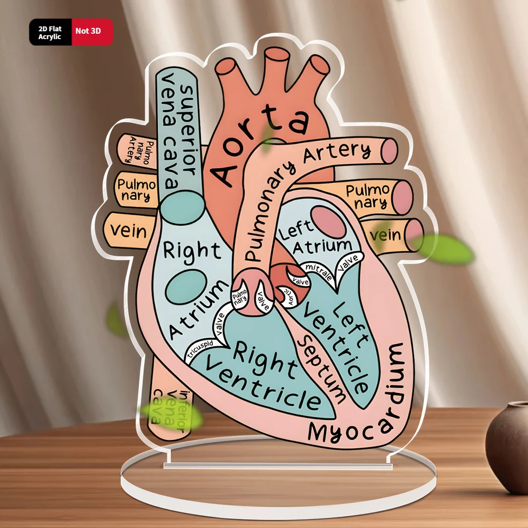2D-Herzanatomie-Acrylmodell – pädagogisches und dekoratives Lehrmittel für das Heimbüro, Klassenzimmer, Klinik, medizinisches Büro