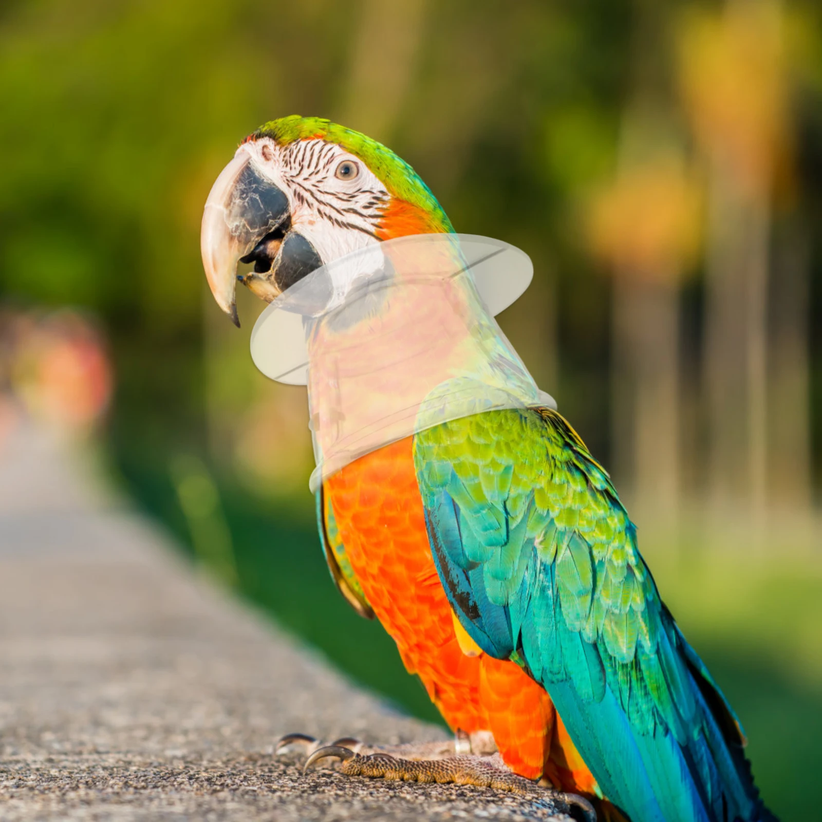 

Anti Bite Collar Parrot Plucking for Parrots Bird Collars Birds Protective Anti-bite Strap Recovery