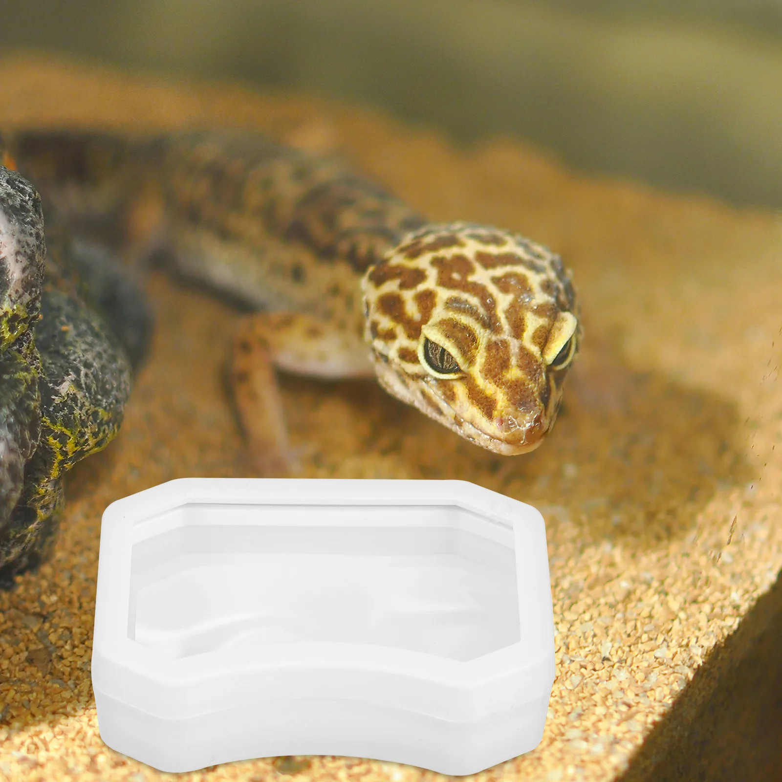 

2Pcs Reptile Feeding Dish Escape Proof Suction Cup Bowl Clear ABS Feeder Cup for Bearded Dragon Gecko Lizard Reptile Feeder