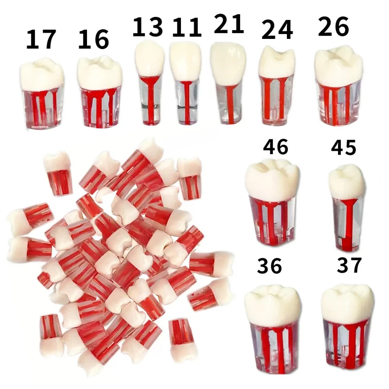 10pcs Dental Endodontic Tooth Model Endo Root Canal Block Pulp Cavity Clear Resin Teeth Dentistry Study Practice Teaching Tools