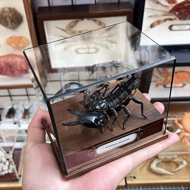Real Heterometrus Petersii Taxidermy Authentic Black Scorpion Specimen With Walnut Showcase Home Decor Ideal Gift Collection