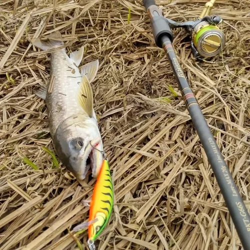 Imagen 2 del producto Jerkbait 70mm 10g Rockfishing cebos duros cuenta atrás Elite CDE75 hundimiento Minnow señuelo de pesca Artificial trucha señuelo corriente lago