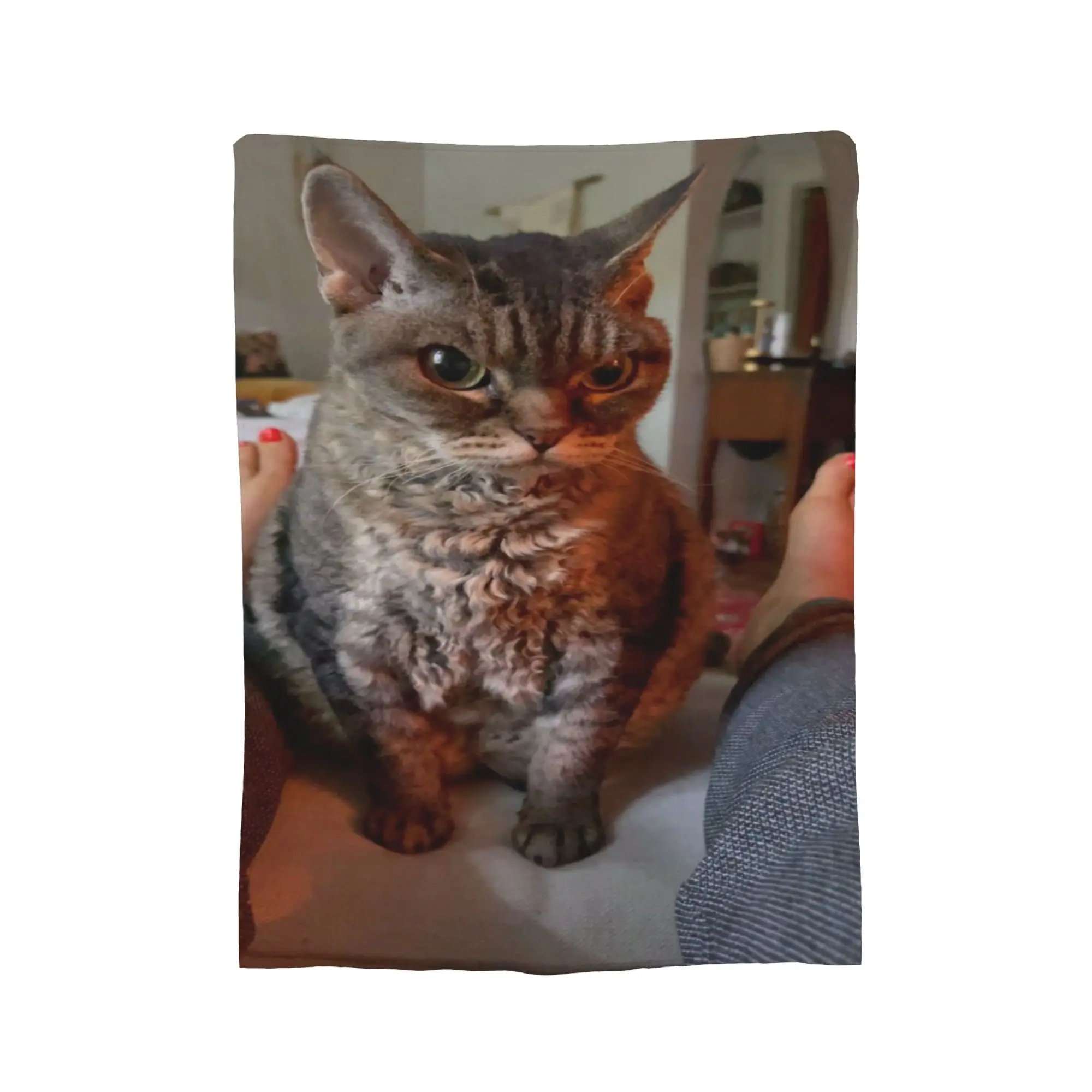 Couverture légère et fine en flanelle, drôle et mignon, chat, chats, mèmes meme Merch, couette fine en peluche confortable