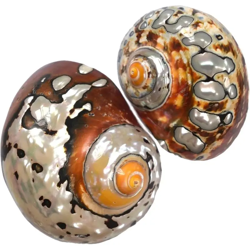 [B17B!】 2Pcs Hermit Crab Shells Medium To Large, Conch, African Sarmaticus Shell Seashells For Beach Theme Decoration