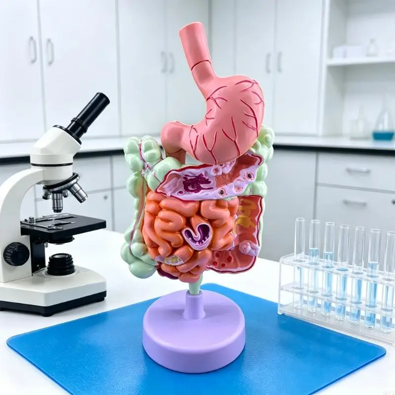 Q6PA Anatomy Demonstration Model for Pathology Study, 3D Sectional PVC Teaching Aid for Class Display and Learning Reference