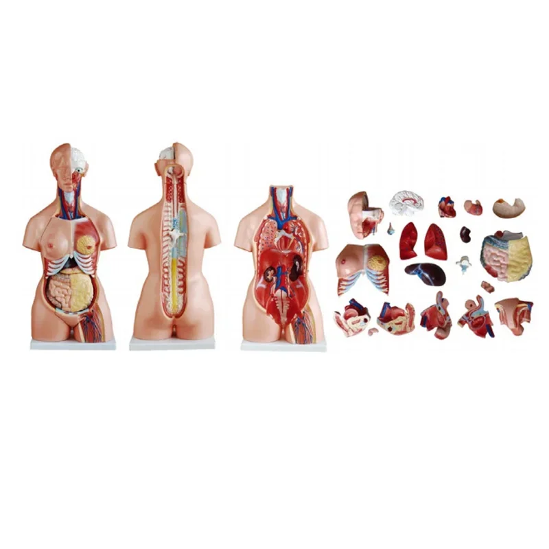 Medical Supplies Anatomy Teaching 21 Parts Tri-sex Human Torso Model 85CM