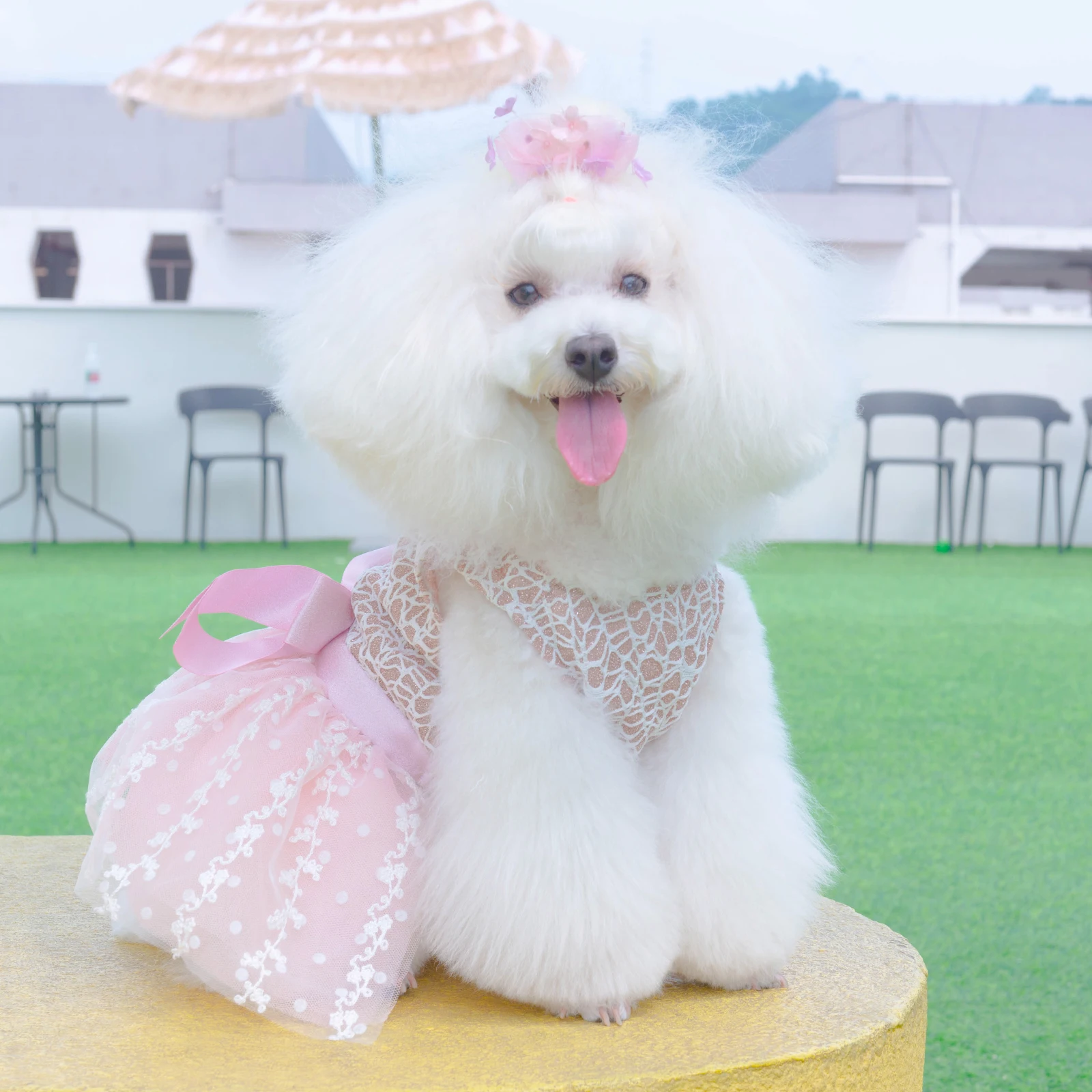 U Pick CuteBone Girl Puppy Dog Dress Fashion Dog Skirt Outfit Popular Pet Clothes Gift for Small Dogs