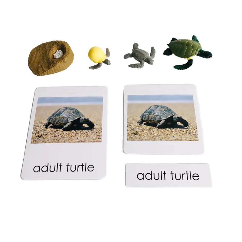 

Montessori Life Cycle of Turtle Models and 3-Part Cards Biology Learning Resources Preschool Educational Equipment Teaching Aids