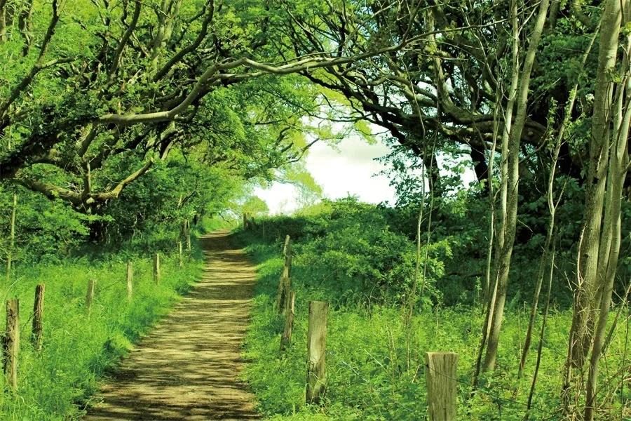 Wiosenny naturalny krajobraz tła fotograficzne drewniane leśne dżungla Sunshine tła Studio Banner rekwizyty do zdjęć