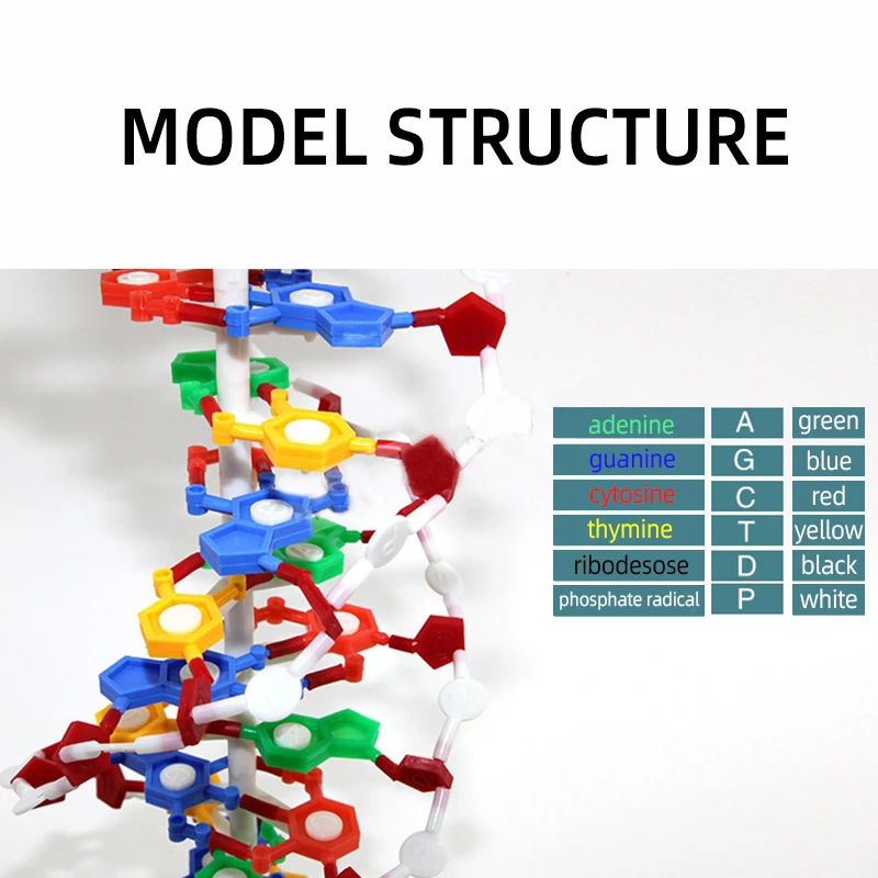 Teaching Resources Medical Science DNA Double Helix Structure