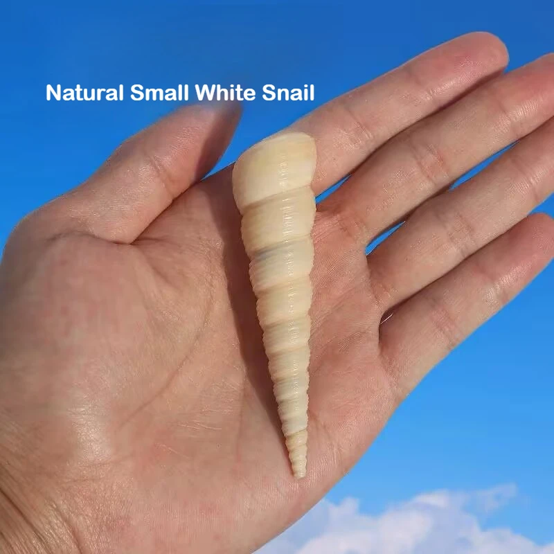 Natural Conch Shell Nail Cone Snail Small White Bud Snail Fish Tank Aquarium Landscaping DYI Handmade Wind Chimes Shooting Props