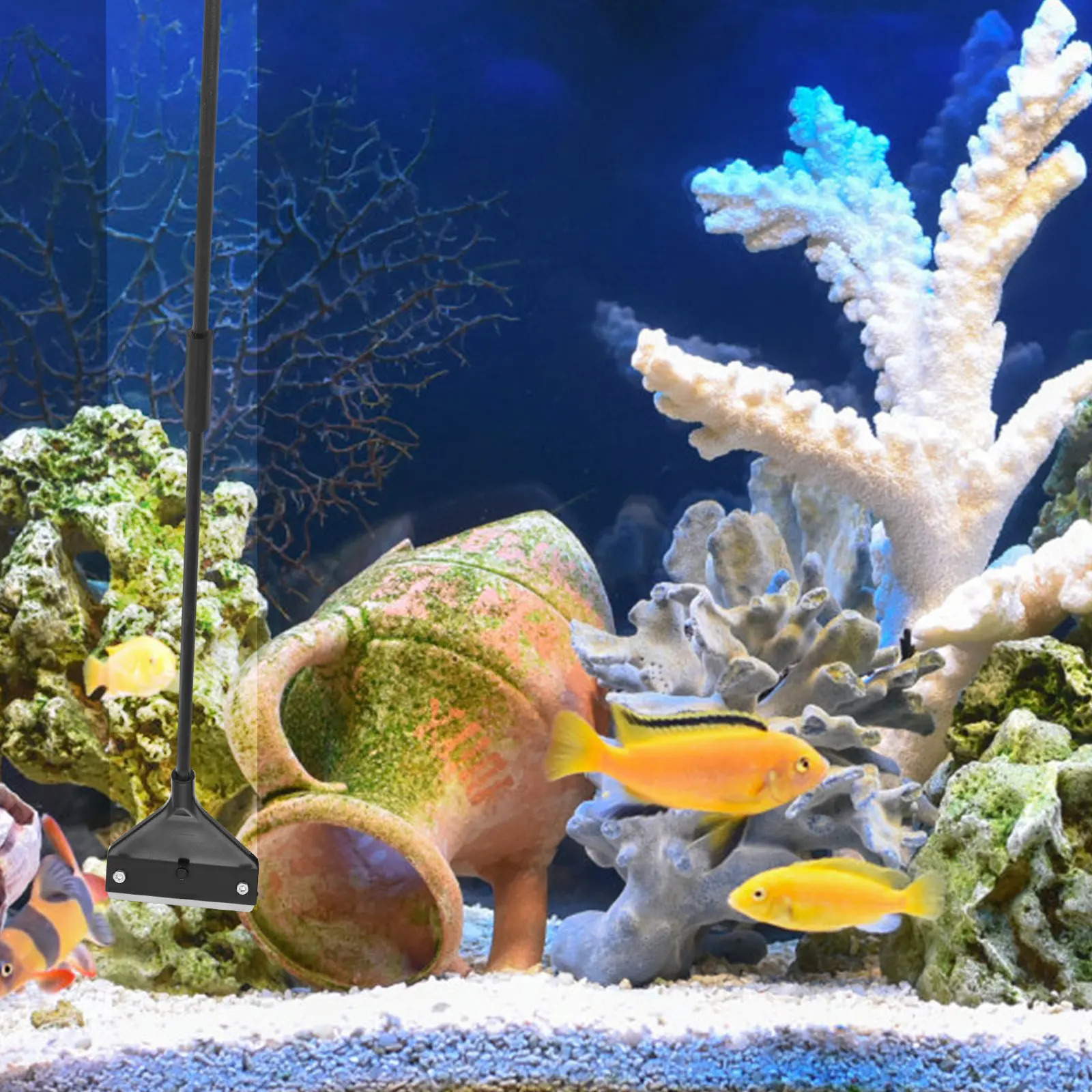Raspador para acuarios, herram - Aquarium Fish Keeping reseña y precio