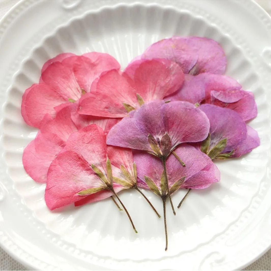 

60Pcs Plant Specimens, Dried Flower Materials, Geranium Natural Color Dried Flowers, Pressed Flowers for Diy, Pressed Flower Bookmarks, Resin Dried Flowers, Phone Frame