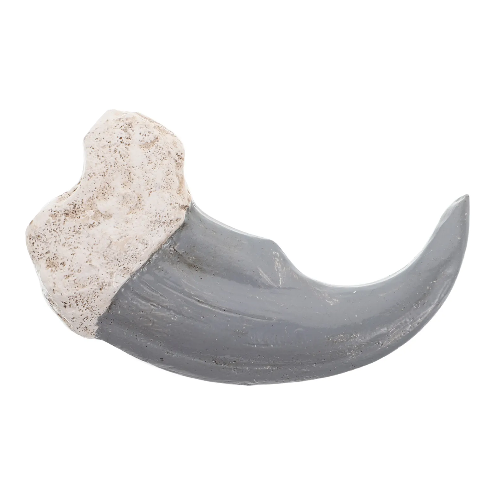 Uncut Specimen Authentic Prehistoric Rock for Study Room Shelf Science Museum Display Geology Teaching Aid