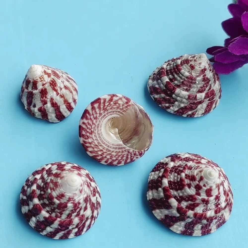 Assorted Natural Shells Conches Starfish Fish Tank Landscaping Ornaments Decorative Elements For DIY Crafting Creative Home Art