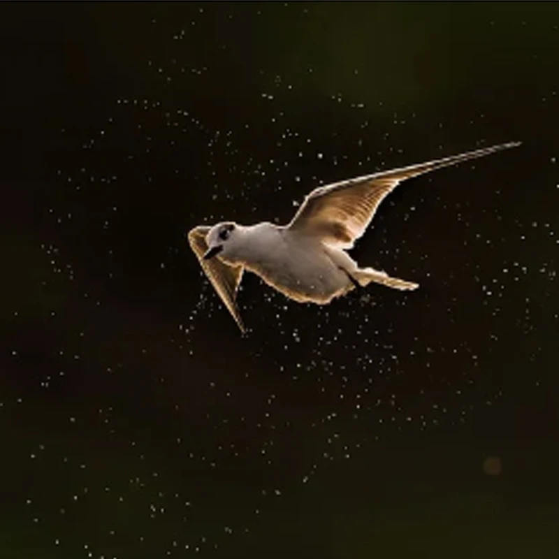 

Holybro Tekko32 F4 MCU Metal 4in1 65A ESC (AM32) PWM Output 16k~96k / 4-6S LIPO 30.5x30.5mm for FPV Racing Drone