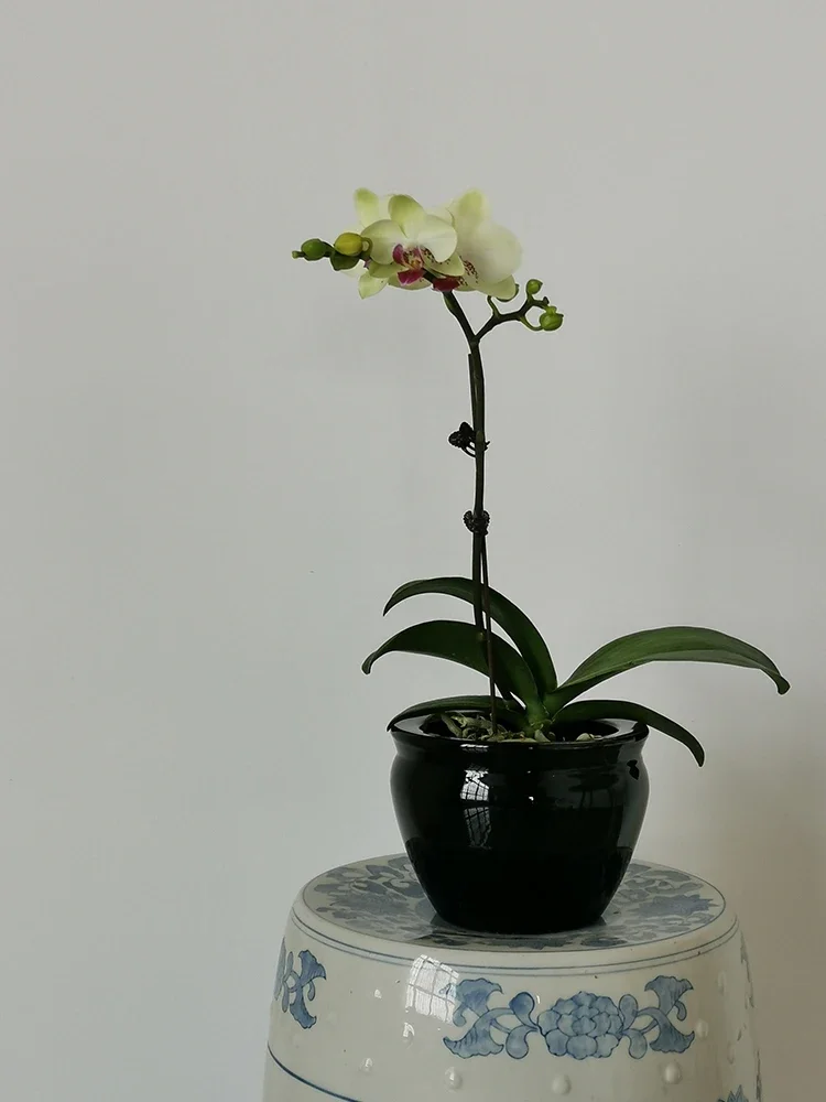 

Small 6 Inch Modern Plant Pot Containers For Succulents Herbs And Cactus plant planter