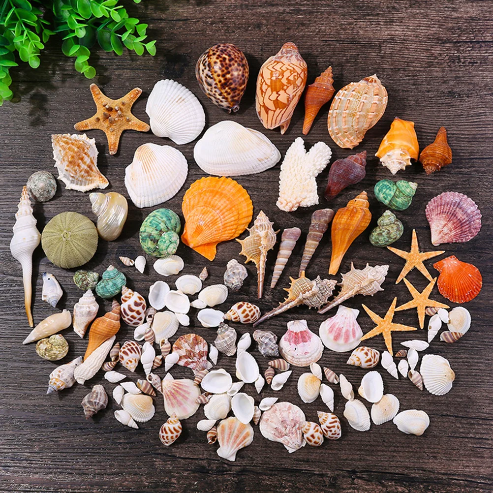 

Natural Shells DIY Craft Charms Small Conch Theme Party Wedding Decor Fish Tank Vase Filler 2-8cm Shells for Crafts