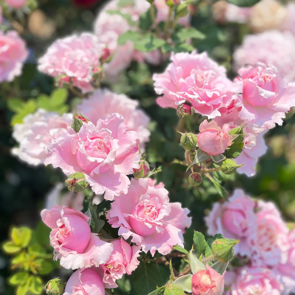 30 جرام من الأسمدة المركبة الخاصة بالورد NPK التغذية المتوازنة يعزز نمو النبات والمزيد من الزهور #4