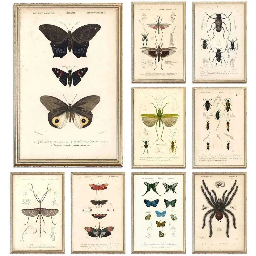 Vintage Insect Prints Canvas Poster Butterflies Grasshopper Fireflies Mayflies Beetles Entomology Wall Art Pictures Home Decor