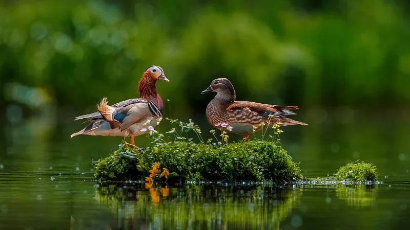 

HBX 3101A 1/16 Бесщеточный 4WD RC грузовик с коротким ходом — 45 км/ч, независимая подвеска, металлический карданный вал