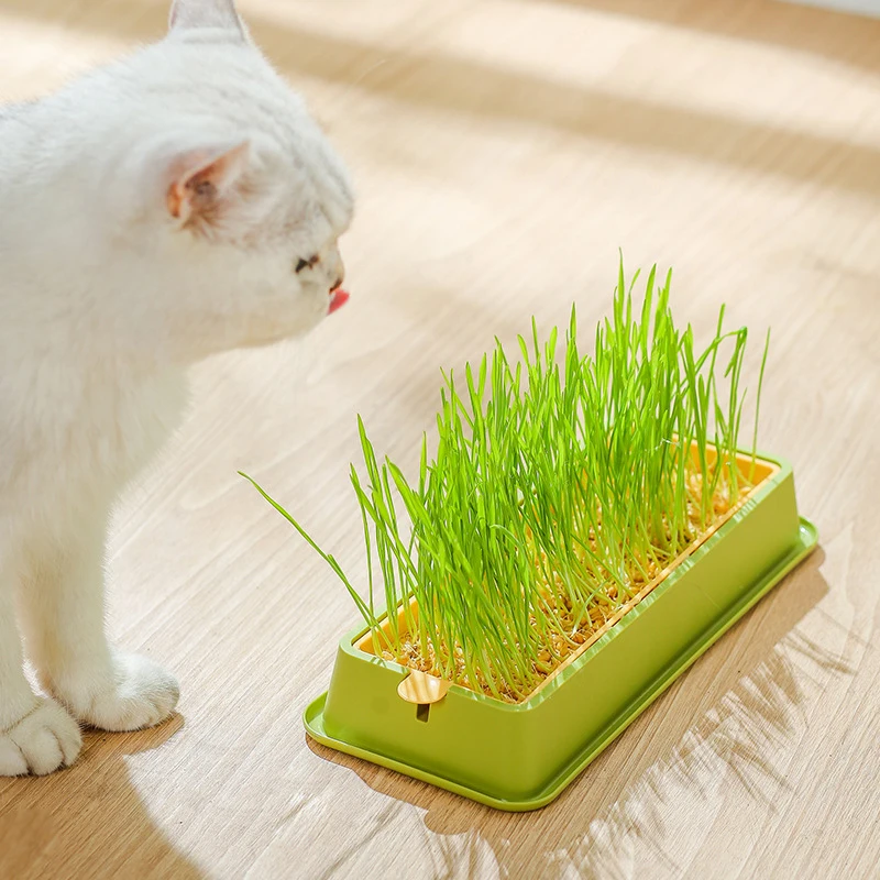 Pet Cat Grass Sprout Dish Growing Pot Hydroponic Plant Cat Snacks Germination Digestion Starter Dish Greenhouse Grow Box